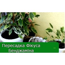 Пересадка Фікуса бенджаміна