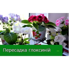 Пересадка глоксиній Пересадка глоксиній