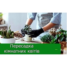 Пересадка куплених рослин Пересадка куплених рослин