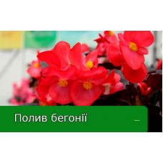 Бегонія - догляд і полив, температура і вологість