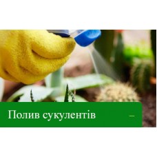Як правильно поливати сукуленти Як правильно поливати сукуленти