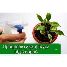 Профілактика фікуса від хвороб і поразок комахами Профілактика фікуса від хвороб і поразок комахами