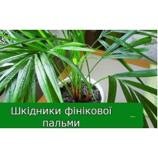Комахи шкідники фінікової пальми 