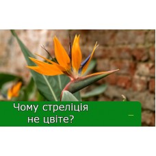 Чому стреліція не цвіте?