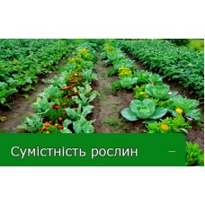 Вплив городніх рослин одна на одну Вплив городніх рослин одна на одну
