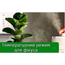 Температурний режим для фікуса Температурний режим для фікуса