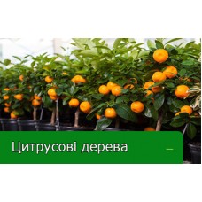 Цитрусові дерева - гарний вибір для кухні Цитрусові дерева - гарний вибір для кухні