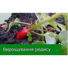 Вирощування редису: 5 секретів небувалого врожаю