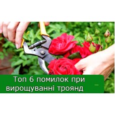 Топ 6 помилок при вирощуванні троянд Топ 6 помилок при вирощуванні троянд