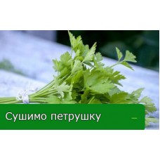 Сушимо петрушку правильно! Сушимо петрушку правильно!