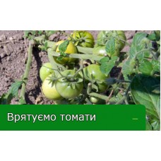 Врятуємо томати Врятуємо томати