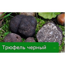 Трюфель черный: выращивание царя грибов в теплице и на приусадебном участке! Трюфель черный: выращивание царя грибов в теплице и на приусадебном участке!