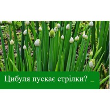 Цибуля пускає стрілки? Причини та правильне зберігання Цибуля пускає стрілки? Причини та правильне зберігання