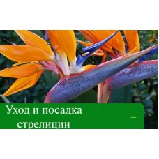 Посадка и уход за экзотическим растение - Стрелиция Посадка и уход за экзотическим растение - Стрелиция