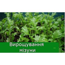 Вирощування мізуни Вирощування мізуни