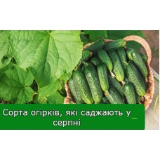 Сорта огірків, які можна садити у серпні