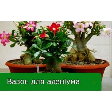 Правильный выбор горшка для адениума Правильный выбор горшка для адениума