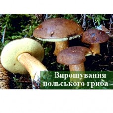 Рекомендации по выращиванию польского гриба из мицелия зернового Рекомендации по выращиванию польского гриба из мицелия зернового