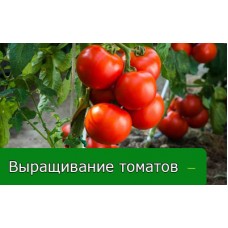 Выращивание томатов, секреты от огородников Выращивание томатов, секреты от огородников
