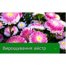 Вирощування айстри: посів та догляд за рослиною Вирощування айстри: посів та догляд за рослиною
