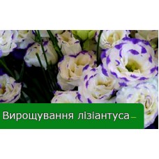 Секрети вирощування еустоми (лізіантуса) Секрети вирощування еустоми (лізіантуса)