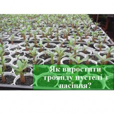 Посадка аденіума у травні Посадка аденіума у травні
