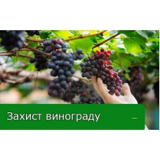 Найнебезпечніші хвороби винограду Найнебезпечніші хвороби винограду