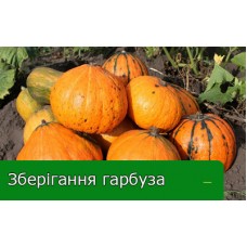 Зберігання гарбузів від 6 місяців